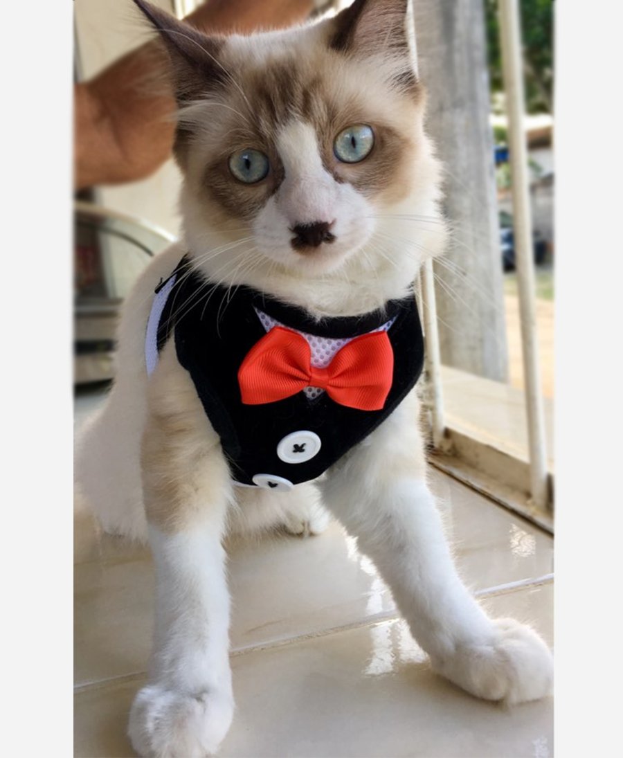Tuxedo Pet Harness
